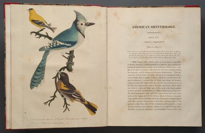 ブルージェイ、象のフォリオのページ（1827-38） 作： John James Audubon