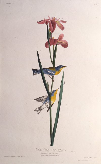 ブルーイエローバックアップワーブラー。アメリカの鳥、1827-1838から。 作： John James Audubon