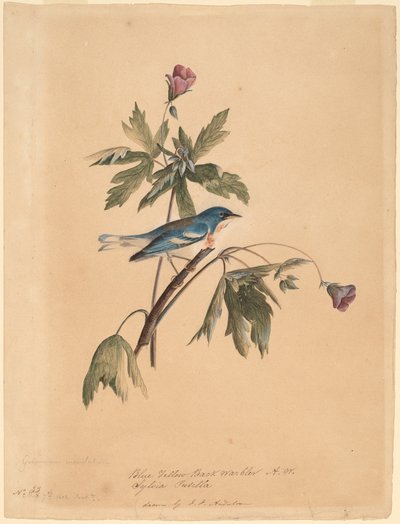 ブルーイエローバックウグイス 作： John James Audubon