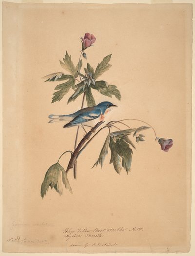 アオキイロムシクイ 作： John James Audubon