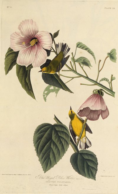 青い翼の黄色いウグイス。アメリカの鳥、1827-1838から。 作： John James Audubon