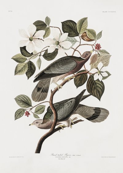  作： John James Audubon