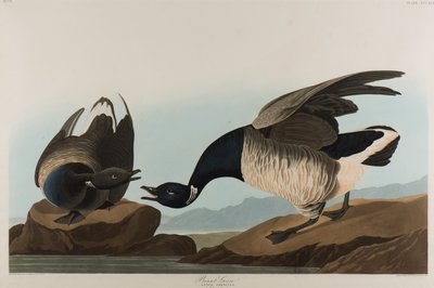 ブラントグース、1837年（紙にトイレ） 作： John James Audubon