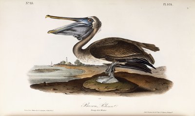 ブラウンペリカン 作： John James Audubon