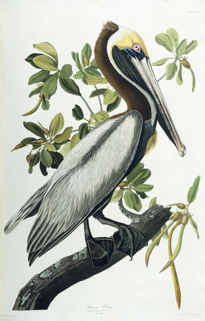 ブラウンペリカン、1835年 作： John James Audubon