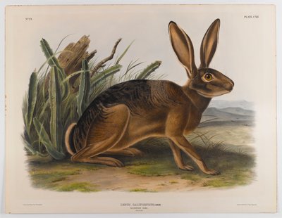 カリフォルニアうさぎ、1847 作： John James Audubon