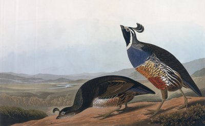 カリフォルニアパートリッジ、「鳥のアメリカ」から、ロバートハヴェル（1793-1878）1838によって彫刻 作： John James Audubon