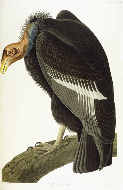 カリフォルニアハゲワシ、老人、1838 作： John James Audubon