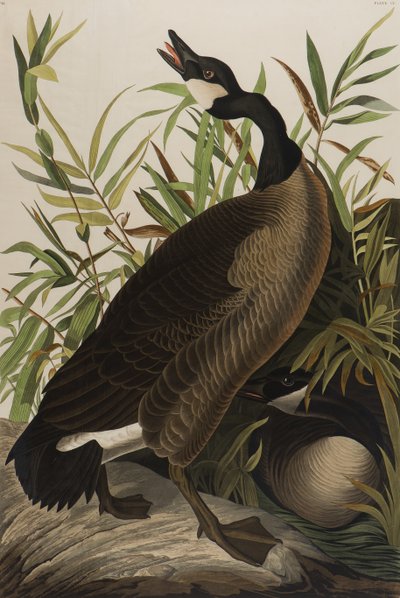 カナダグース、1827-1838（紙にトイレ） 作： John James Audubon