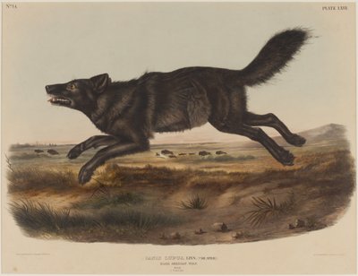 カニスループス（ブラックアメリカウルフ） 作： John James Audubon
