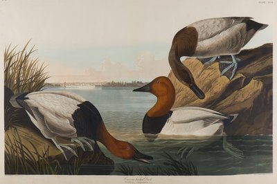 Canvas Backed Duck、1836（紙にトイレ） 作： John James Audubon