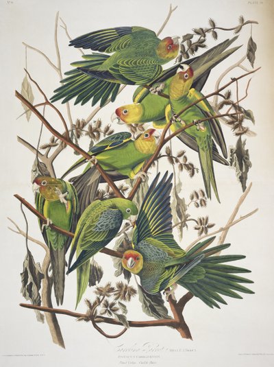カロライナインコ、「Birds of America」より 作： John James Audubon