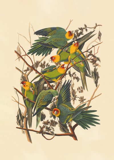 カロライナオウム 作： John James Audubon
