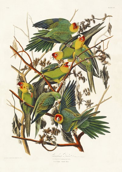  作： John James Audubon