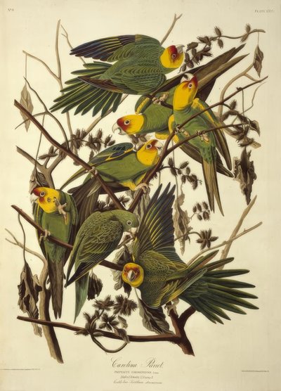 カロライナオウム。 Psittacus Carolinensis 作： John James Audubon