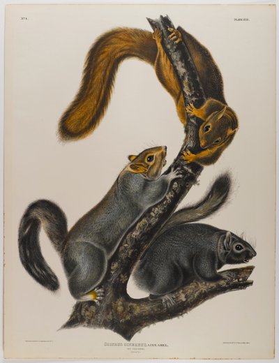 猫リス 作： John James Audubon