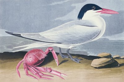 カイエンターン 作： John James Audubon