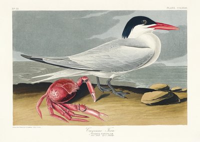  作： John James Audubon