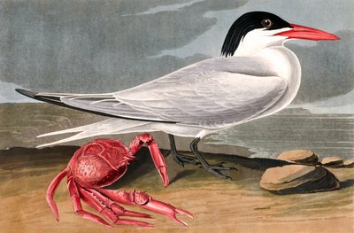 カイエンテルン、スターナマキシマ、ジョンJ.オーデュボンの「The Birds of America」出身、パブ。 1827-38 作： John James Audubon