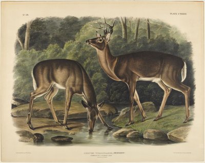  作： John James Audubon