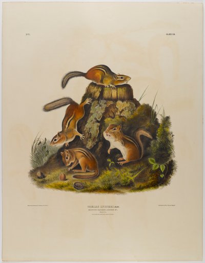 チッピングリスハッキー 作： John James Audubon