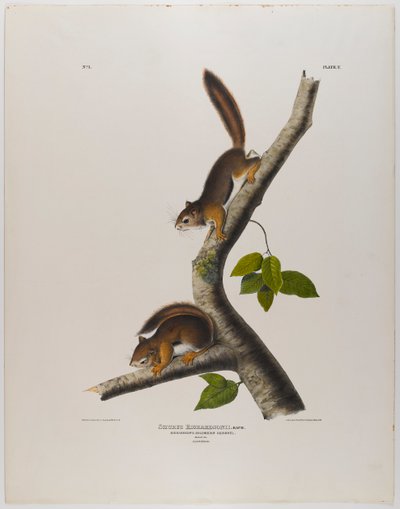 コロンビアのリス 作： John James Audubon