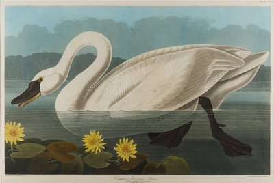 一般的なアメリカの白鳥、1838（紙にトイレ） 作： John James Audubon