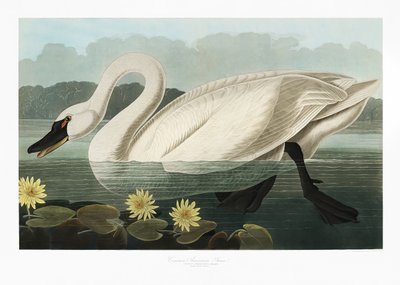 作： John James Audubon