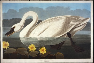 一般的なアメリカの白鳥。笛を吹く白鳥 作： John James Audubon