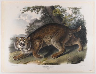 一般的なアメリカヤマネコ 作： John James Audubon