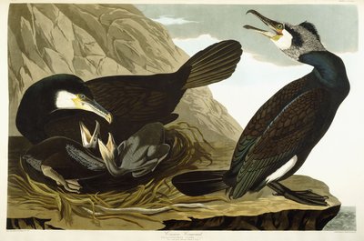 共通の鵜、1835 作： John James Audubon