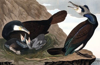 ジョン・J・オーデュボン著「The Birds of America」より コウノトリ（Phalacrocorax Carbo） 1827-38年1827-38年（手彩色彫刻）。 作： John James Audubon