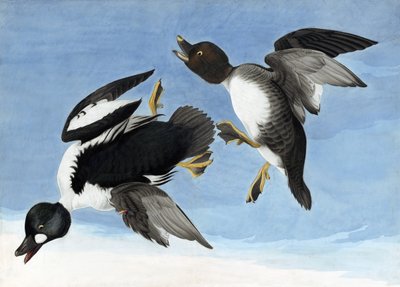 共通のゴールデンアイ、ジョン・J・オーデュボンの「The Birds of America」より、パブ。 1827-38 作： John James Audubon