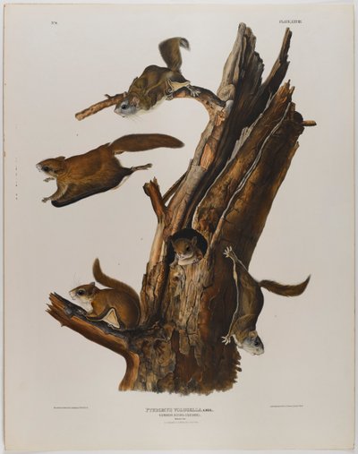 一般的なムササビ 作： John James Audubon