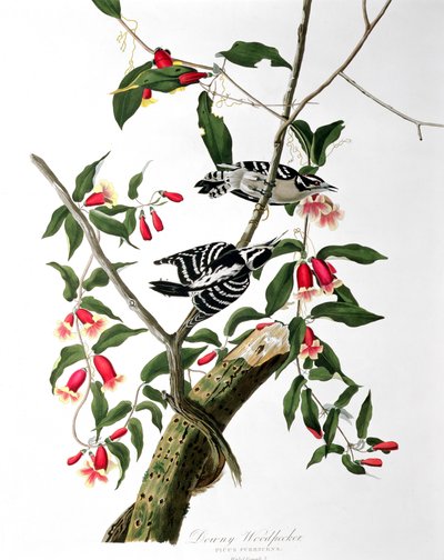 ダウニーキツツキ、「鳥のアメリカ」から、ロバート・ハヴェル（1793-1878）によって刻まれました。 作： John James Audubon