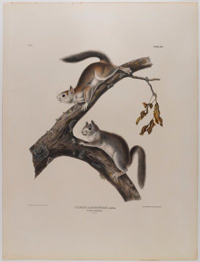 セジロリス 作： John James Audubon