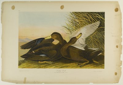 Dusky Duck、Julien Bienによって印刷され、Roe Lockwood＆Sonによって出版された、1861年（クロモリソグラフ） 作： John James Audubon