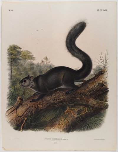 薄暗いリス 作： John James Audubon
