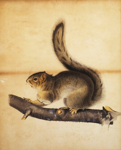 フルウィンターコートのイースタングレーリス、1840年代頃 作： John James Audubon