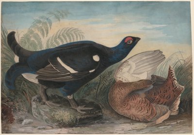 イングリッシュ・ブラック・コックズ 作： John James Audubon