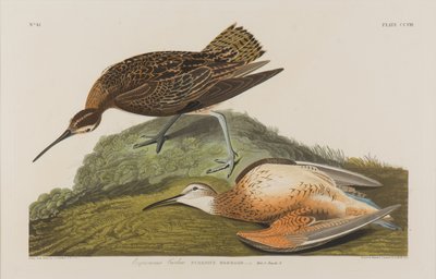 エスキマックス・カーリュー、1834年（紙にWC） 作： John James Audubon