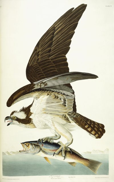 フィッシュホーク、1830年 作： John James Audubon