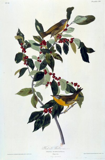 ジョン・ジェームズ・オーデュボン（1780-1851）の花と鳥のシルク画（ec.am.）1826-1830年。パリ、B.N. 作： John James Audubon