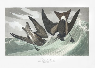  作： John James Audubon