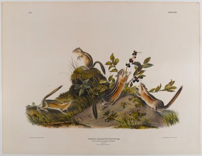4つの縞模様の地上リス 作： John James Audubon