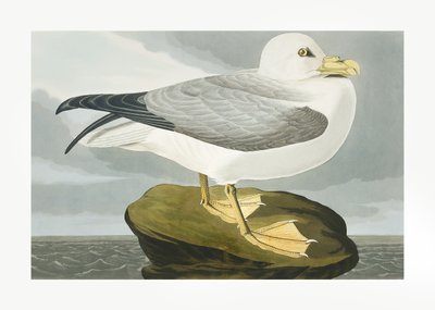  作： John James Audubon