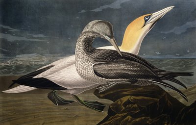 ロバートハヴェル（1793-1878）によって刻まれた「鳥のアメリカ」からのガネット、1836年に公開 作： John James Audubon