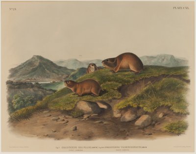 Georychus Helvolus＆Georychus Trimucronatus 作： John James Audubon