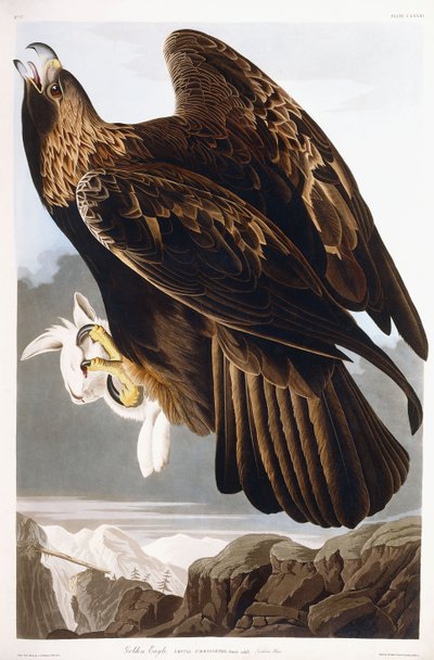 イヌワシ、1833 作： John James Audubon