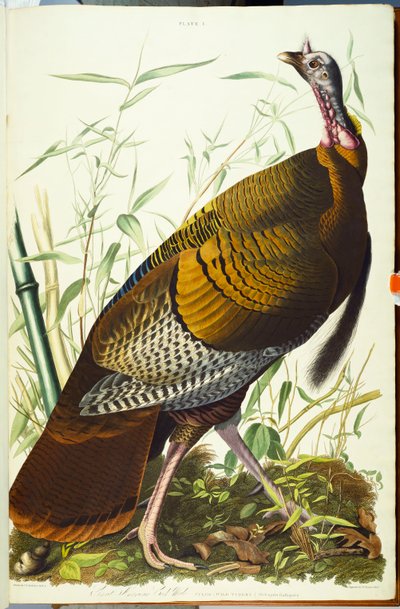 グレートアメリカンベック男性。野生の七面鳥 作： John James Audubon